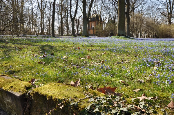 Scilla   006.jpg